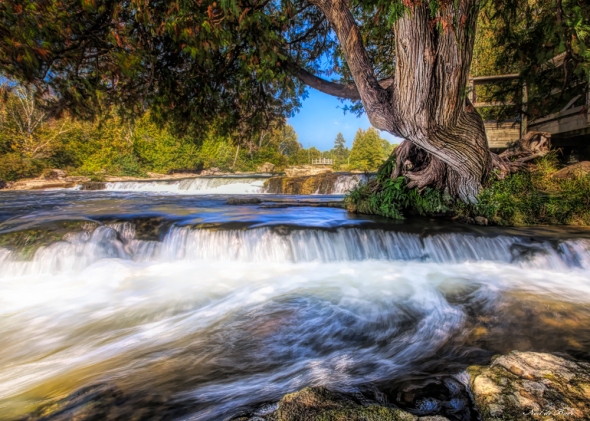 Sauble Falls Cedar